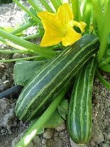Cocozelle or  Grey or  Yellow Zucchini Summer Squash Seeds Italian Non-GMO - £2.10 GBP+