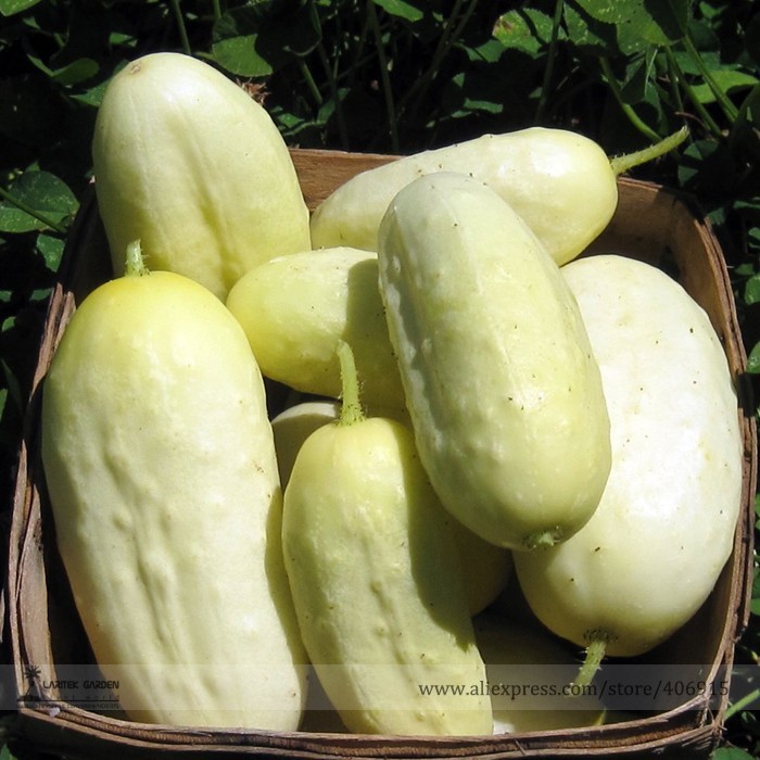 New Fresh Miniature Sweet White Cucumber Cucumis Sativus Seeds Pack 10 S... - $3.42