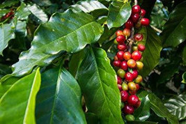 Coffea arabica - $1.85