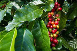 Coffea arabica - £1.47 GBP