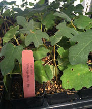 Chicago Hardy Fig Tree - Live Plant - Very Cold Hardy - Self Fertile  - $16.54