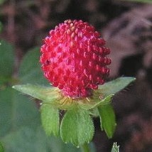 50 Red Indian Tuttifrutti Strawberry Duchesnea Indica Flower Berry Fruit Seeds N - $14.90