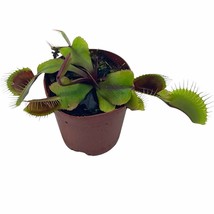 Red Venus Fly Trap, Carnivorous Plant, Flytrap, Dionaea muscipula - £14.78 GBP