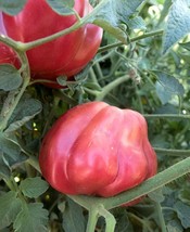 Grow In US 20 Heirloom Oaxacan Pink tomato seed Sweet Juicy Fast ship Unique - £7.77 GBP