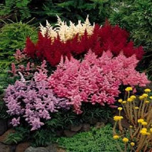 50 Mixed Colors Astilbe Bunter Simplicifolia Shade Flower   - $17.00