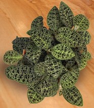 15 Seeds Lightning Bolt Jewel Orchid Flowers Fresh Seeds - $187.71 MXN