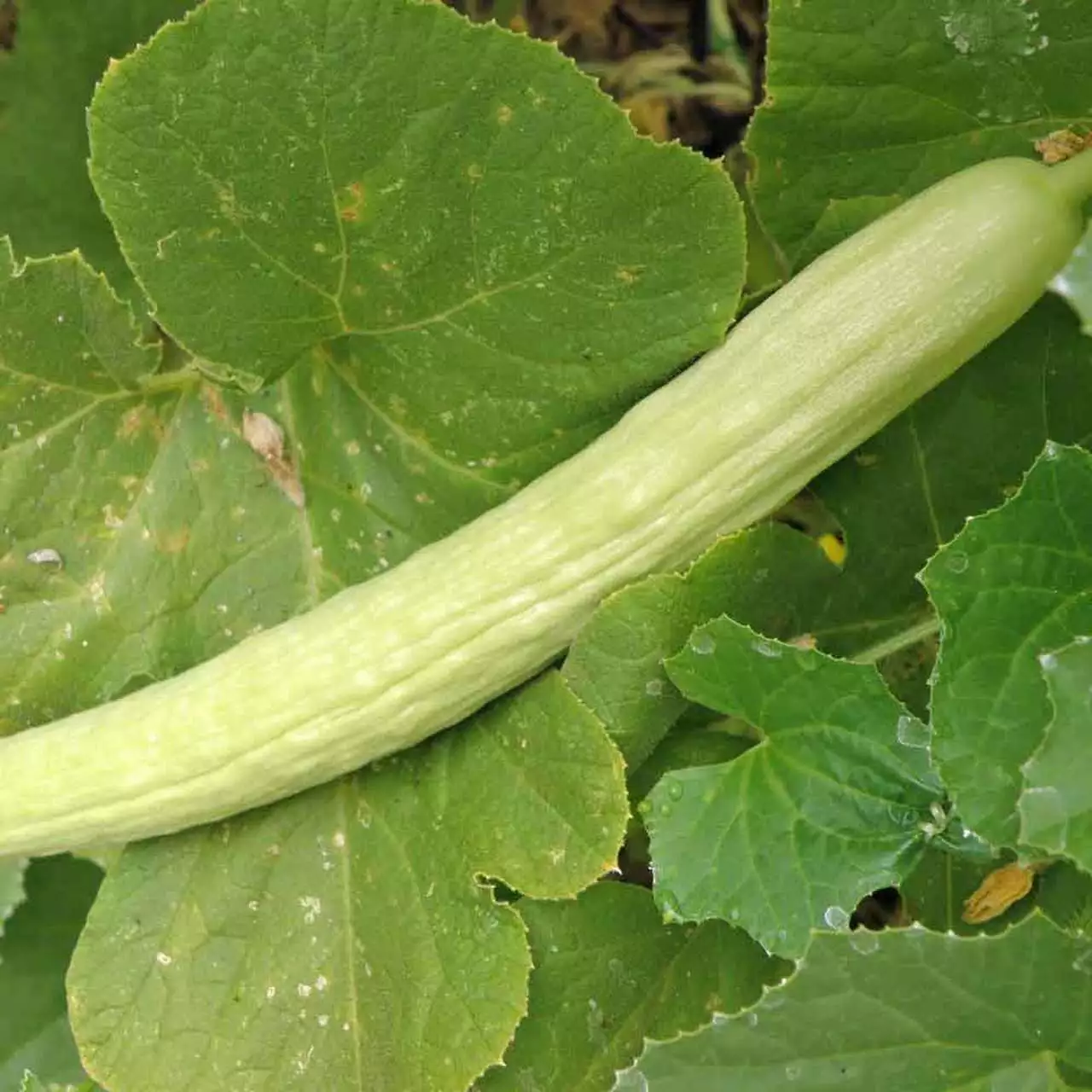 Pale Armenian Cucumber Long Snake Serpent Vegetable 50 Seeds - £7.55 GBP