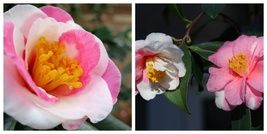 SHIBORI EGAO Bicolor Bloom Camellia Japonica Live Starter Plant - £38.60 GBP