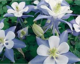 50+ Columbine Flower Seeds Blue Dream A506 Fresh - £8.21 GBP