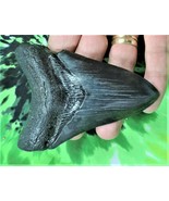 4 INCH REAL MEGALODON SHARK TOOTH BIG FOSSIL GIANT GENUINE SERRATED TEET... - $168.25