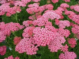 50+ PINK ACHILLEA YARROW FLOWER SEEDS RESISTANT - $9.84