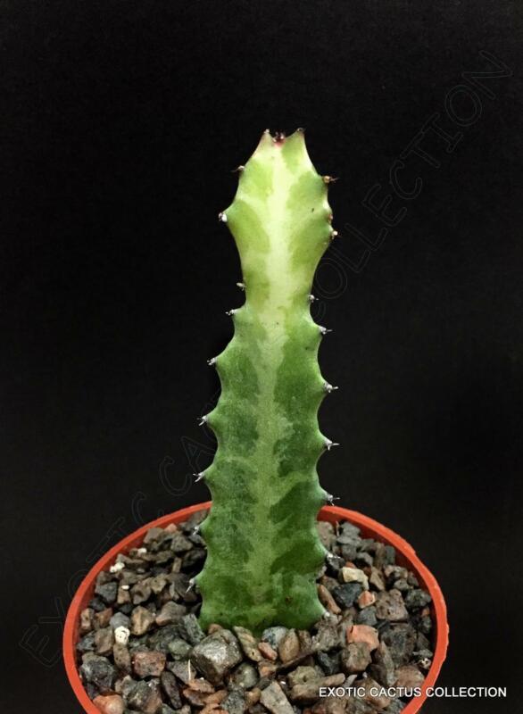 Garden Store 4&quot;&quot; Mottled Spurge Euphorbia Lactea Elkhorn Dragon Bone Suc... - $21.88