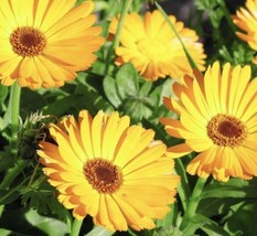 10 Yellow Calendula Seeds Hand Picked Grown In Usa Gardening - $7.50