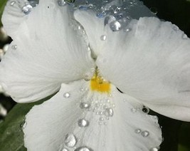 50 White Pansy Clear Crystals Violet Viola Wittrockiana Flower Seeds Fresh Usa S - £8.34 GBP