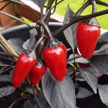 Heirloom &#39;Count Dracula&#39; Pepper Seeds (5) - Grow Your Own Hot Peppers, Ideal for - £5.48 GBP