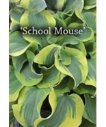 1 Hosta Mini School Mouse Rooted Plug Dormant - $5.99