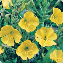 Evening Primrose Seeds 300+ Yellow Flower Usa Free Shipping Dwarf Perennial Fres - £8.87 GBP