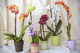 Ceramic Planter Pot Vase For Flower Orchid Plant 6 In Tall U Choose Color~Style - £4.78 GBP