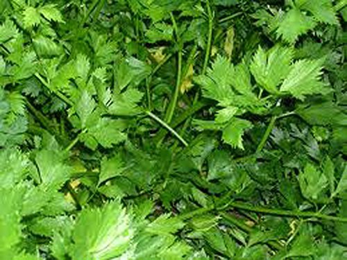 Parsley, Italian Dark Green Flat Leaf Parsley Seeds, Heirloom, Non GMO, 100 Seed - $5.95