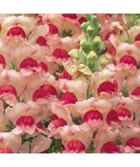 30 Antirrhinum Opus Apple Blossom Snapdragon Fragrant Flower Seeds Garde... - $16.00