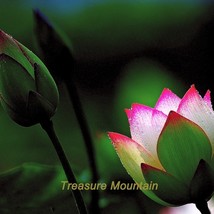 NEW 1 Professional Pack, 1 seeds / pack, &#39;Helena Rubinstein&#39; Red Lotus Flower Wa - $5.08