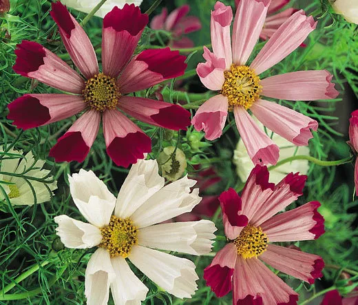 Cosmos Sea Shells Cosmos Bipinnatus 2500 Bulk Seeds Fresh Seeds - £38.53 GBP