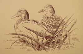 Duck Art Print #20 By Stephen Kline Drawing From Words Great Gift Mallard Duck - £39.92 GBP