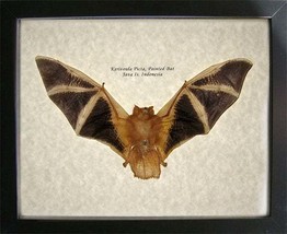 Real Painted Bat Kerivoula Picta Taxidermy Museum Quality Collectible In Display - £77.97 GBP