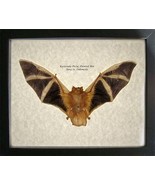 Real Painted Bat Kerivoula Picta Taxidermy Museum Quality Collectible In... - $135.83 CAD