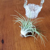 Live Air Plant in Hand Spun Wishing Well Holder, Blue Birds, Airplant Planter image 6