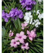 6 Pc Mexican Petunia Ruellia Flower, 2 Plugs Of Each Color 3&quot; Tall - RK - £22.99 GBP