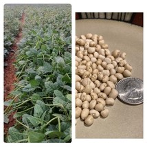 KKG White Acre Cowpea Pea 100 Seeds Fresh Garden - $7.89