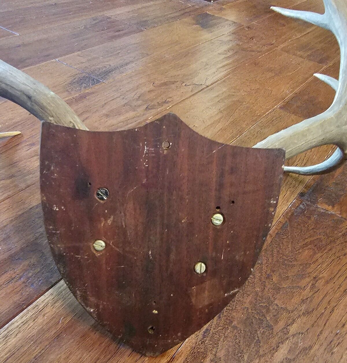 22" wide 4x4 Colorado MULE DEER RACK antlers whitetail mount sheds taxidermy Item image 10