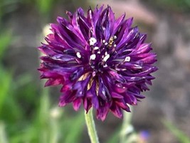 VP Bright Purple Bachelor&#39;s Button Annual Flower Flowers Garden 50 Seeds - £5.09 GBP