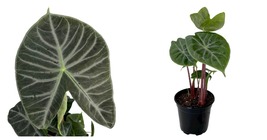 NEW ! Ivory Coast African Mask Plant - Elephant Ear - Alocasia - 4&quot; Pot - £38.86 GBP