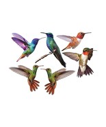 3&quot; Sized 6pcs Hummingbird Bird Window or Wall Vinyl Decals - £6.19 GBP