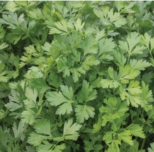 LWSTORE 200 Ct Giant Italian Parsley Seeds Non Gmo Heirloom USPS Shipping - $8.42