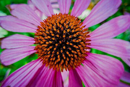 Purple Echinacea 100 Seeds Coneflower Large Daisy-Like Flowers Fresh Gar... - £6.64 GBP