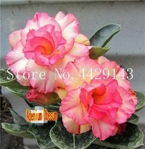 True Desert Rose Bonsai Ornamental Plants Balcony Bonsai Potted Flowers ... - $8.33