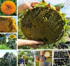 Giant Sunflower Seed Giant Big Flower Seed Sunflower Russian Organic Sun... - £5.62 GBP