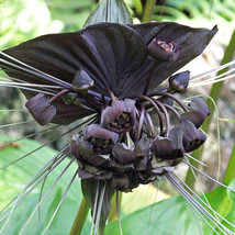 Tacca Chantrieri Seeds 5 Seeds Garden Fresh USA Store - $15.88