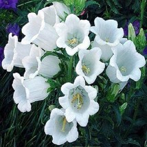 PowerOn 50+ Pure White Heirloom Campanula Canterbury Bells Perennial Flower Seed - £5.80 GBP