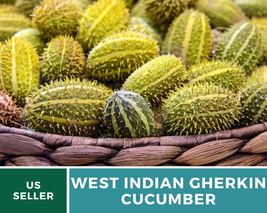 30 Pcs West Indian Gherkin Cucumber Heirloom Seeds GMO Free Cucumis sativus Seed - £15.52 GBP