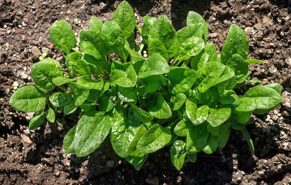 FREE SHIPPING 200 Spinach Seeds - Space - Vegetable seeds - Non GMO - USA Grown - $12.98