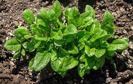 FREE SHIPPING 200 Spinach Seeds - Space - Vegetable seeds - Non GMO - US... - £10.20 GBP