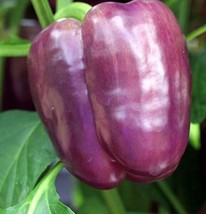 Fresh Garden Purple Beauty Sweet Pepper Seeds | Heirloom | Organic - £7.58 GBP