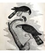 Sharp Shinned Hawk Victorian 1856 Bird Wood Engraving Antique Nature DWT15 - $56.04 CAD