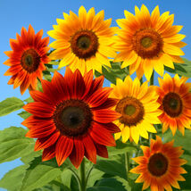 100 Autumn Beauty Sunflower Seeds 5–7′ Mix Bee Bird Magnet  - $5.56