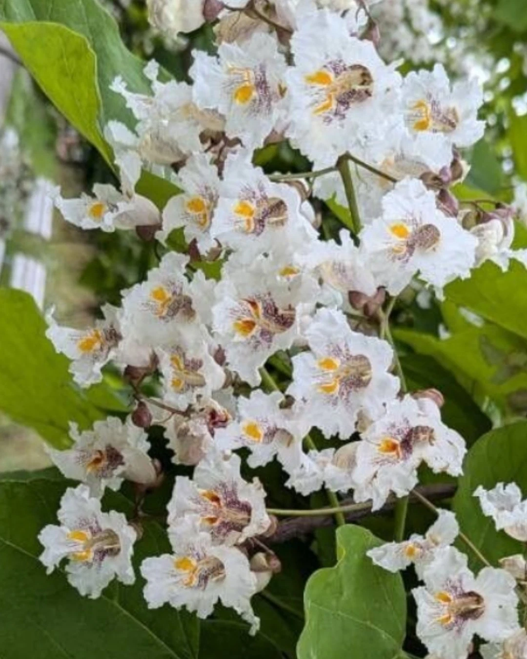 30+ Northern Catalpa Tree Seeds (Catalpa speciosa) Showy Flowers, Decidu... - $6.25