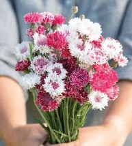 500 Bachelor Button Classic Romantic Mix Seeds Fresh Seeds USA - $29.56